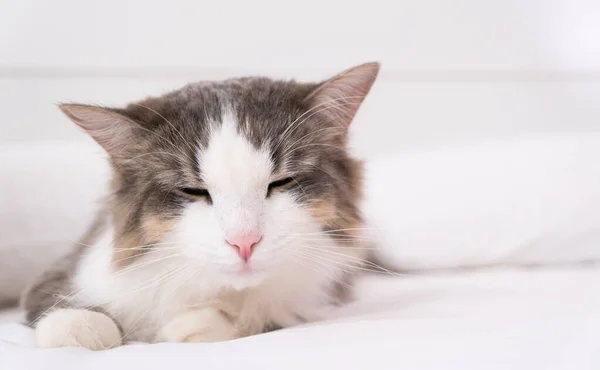 Gato Cinza Dorme Uma Cama Branca Interior Minimalista — Fotografia de Stock