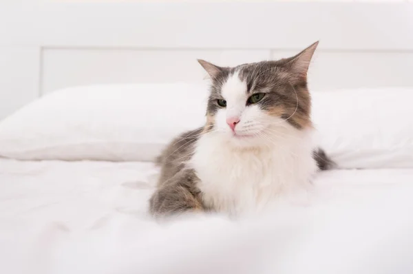 고양이는 침대에서 최소의 — 스톡 사진