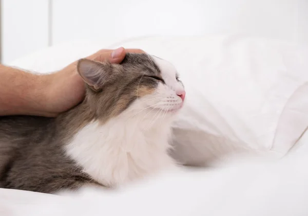 Mão Masculina Acariciando Gato Cinza Uma Cama Branca — Fotografia de Stock