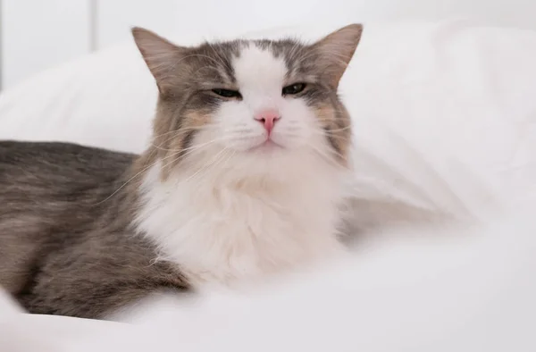 Γκρι Γάτα Κοιμάται Λευκό Κρεβάτι Μινιμαλιστικό Εσωτερικό — Φωτογραφία Αρχείου