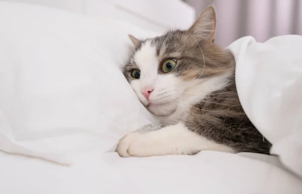 Cat Funny Surprised Face Lies Bed — Stock Photo, Image