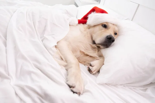 Cute golden retriever funny sleeping in bed in santa claus hat. Christmas dog.