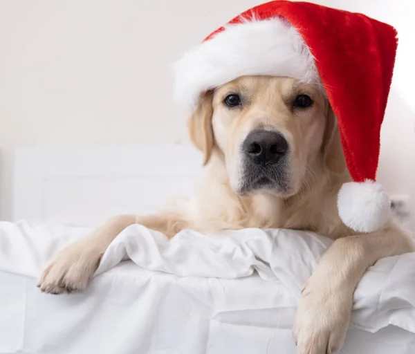 Złoty Retriever Czapce Świętego Mikołaja Leży Łóżku Boże Narodzenie Pies — Zdjęcie stockowe