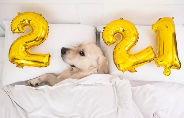 Golden Retriever dog with balloons in the form of numbers 2021. Celebrating the new year. Gold balloons