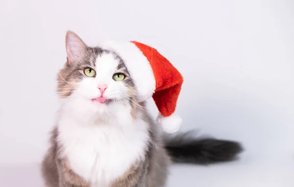 Vánoční Kočka Červené Santa Claus Klobouk Bílém Pozadí Ukazuje Jazyk — Stock fotografie