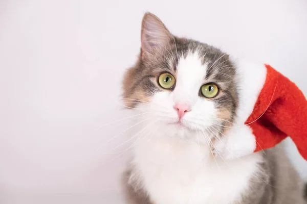 클로스 모자를 고양이는 배경에 크리스마스 선물로 — 스톡 사진