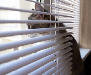 Yeşil gözlü güzel bir kedi dikkatle pencereden dışarı bakar..