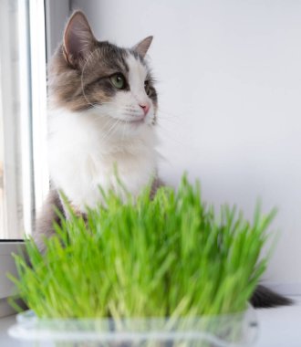 Şirin kedi sağlıklı ot yiyor.