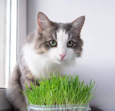 Şirin kedi sağlıklı ot yiyor.