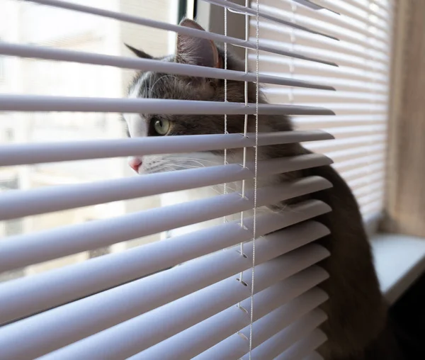 Piękny Kot Zielonymi Oczami Patrzy Uważnie Przez Okno Żaluzjami — Zdjęcie stockowe