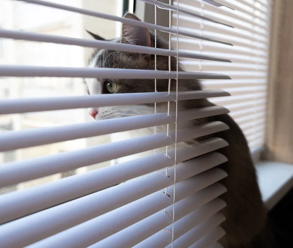 Yeşil gözlü güzel bir kedi dikkatle pencereden dışarı bakar..