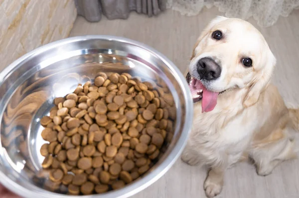 Golden Retriever yemek kasesinin yanında oturuyor. Yukarıdan görüntüle.
