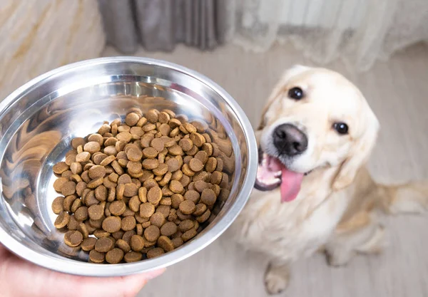 Golden Retriever yemek kasesinin yanında oturuyor. Yukarıdan görüntüle.