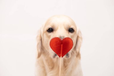 Sevimli bir köpek kalp şeklinde bir lolipopu yalıyor. Golden Retriever beyaz arka planda Sevgililer Günü için şeker yiyor