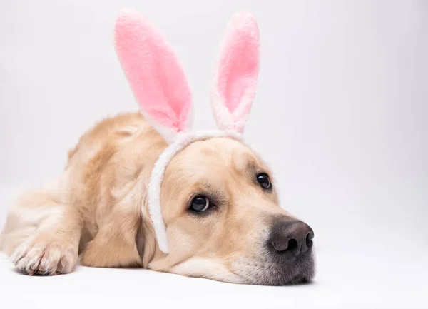 Veselé Velikonoce Pes Králičím Kostýmu Leží Bílém Pozadí Velikonoční Zlatý — Stock fotografie
