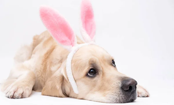 Veselé Velikonoce Pes Králičím Kostýmu Leží Bílém Pozadí Velikonoční Zlatý — Stock fotografie