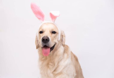 Mutlu Paskalyalar. Tavşan kostümlü köpek beyaz arka planda oturuyor. easter golden retriever. Tatil için hazırlık. Bahar tebrik kartı..