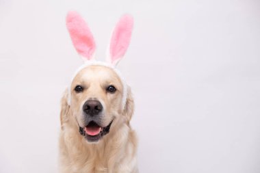 Mutlu Paskalyalar. Tavşan kostümlü köpek beyaz arka planda oturuyor. easter golden retriever. Tatil için hazırlık. Bahar tebrik kartı..