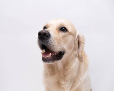 Beyaz arka planda güzel bir köpek. Yazı için yeri olan Golden retriever portresi.