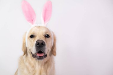 Mutlu Paskalyalar. Tavşan kostümlü köpek beyaz arka planda oturuyor. easter golden retriever. Tatil için hazırlık. Bahar tebrik kartı..