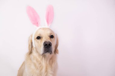 Mutlu Paskalyalar. Tavşan kostümlü köpek beyaz arka planda oturuyor. easter golden retriever. Tatil için hazırlık. Bahar tebrik kartı..