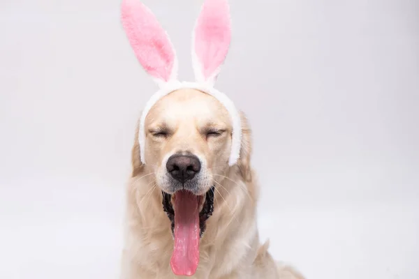 Счастливой Пасхи Собака Костюме Кролика Зевает Белом Фоне Золотистый Ретривер — стоковое фото