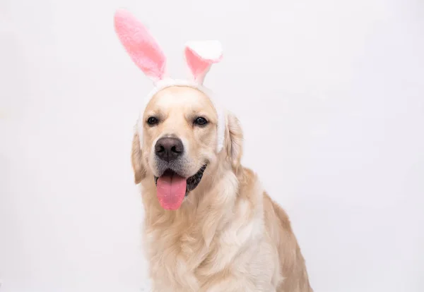 Frohe Ostern Hund Hasenkostüm Sitzt Auf Weißem Hintergrund Golden Retriever — Stockfoto