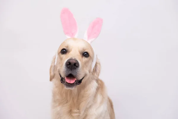 Frohe Ostern Hund Hasenkostüm Sitzt Auf Weißem Hintergrund Golden Retriever — Stockfoto