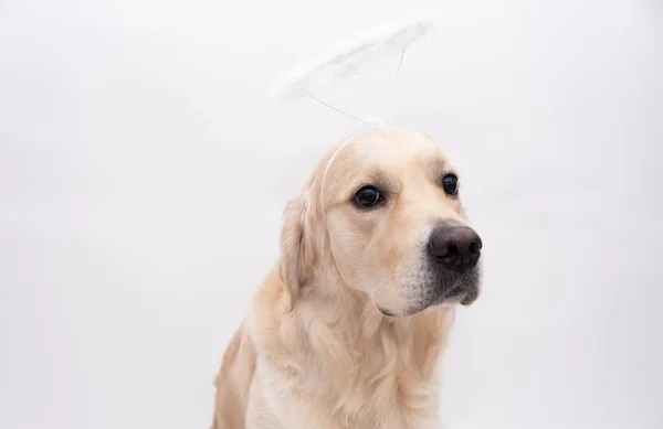 Golden Retriever Regarde Caméra Sur Fond Blanc Avec Halo Sur — Photo