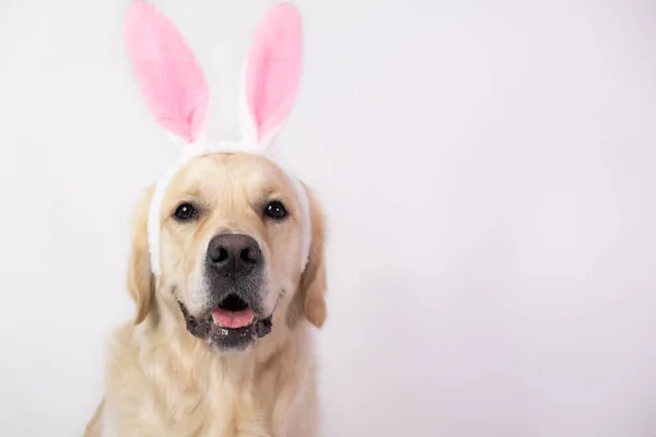 Frohe Ostern Hund Hasenkostüm Sitzt Auf Weißem Hintergrund Golden Retriever — Stockfoto