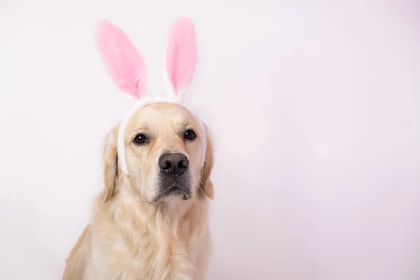 复活节快乐的概念 身穿兔子服装的狗坐在白色的背景上 东方金毛猎犬 准备度假 春季贺卡 — 图库照片