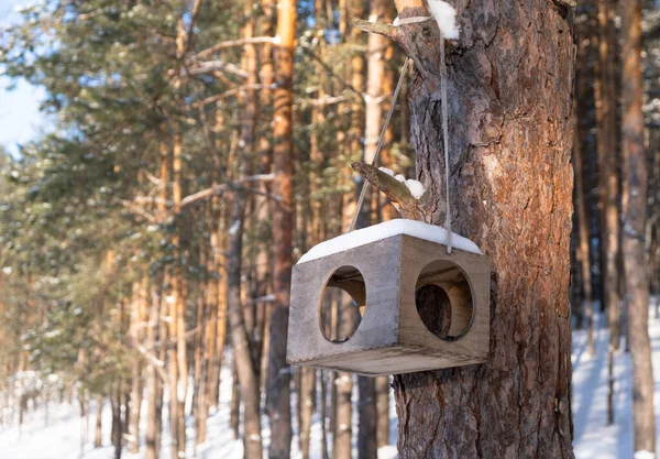 Bird feeder in the winter forest. Caring for and helping birds in the cold season.