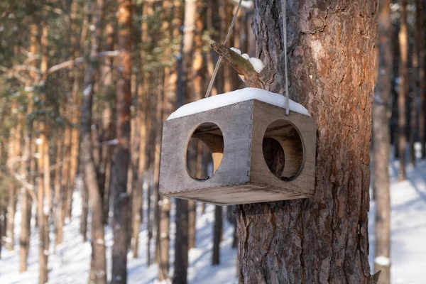 Bird feeder in the winter forest. Caring for and helping birds in the cold season.