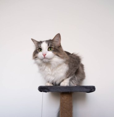 Beyaz ağızlıklı gri kedi tırmalama direğine oturur. Beyaz arka planda rahat bir kedi evi.