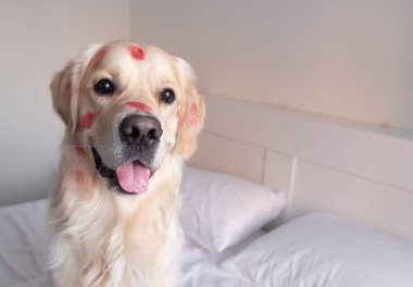 Öpücükler yüzünden kırmızı rujlu köpek beşiğinde oturuyor. Sevgililer Günü Golden Retriever evde.