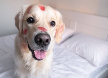 Öpücükler yüzünden kırmızı rujlu köpek beşiğinde oturuyor. Sevgililer Günü Golden Retriever evde.