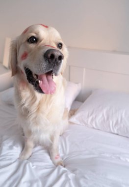Öpücükler yüzünden kırmızı rujlu köpek beşiğinde oturuyor. Sevgililer Günü Golden Retriever evde.