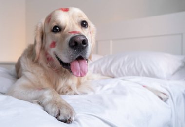 Öpücükler yüzünden kırmızı rujlu köpek beşiğinde oturuyor. Sevgililer Günü Golden Retriever evde.