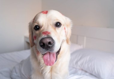 Öpücükler yüzünden kırmızı rujlu köpek beşiğinde oturuyor. Sevgililer Günü Golden Retriever evde.