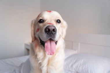Öpücükler yüzünden kırmızı rujlu köpek beşiğinde oturuyor. Sevgililer Günü Golden Retriever evde.