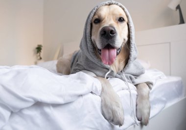 Kapüşonlu gri kazaklı bir köpek. Golden Retriever giysileri içinde yatakta yatıyor..