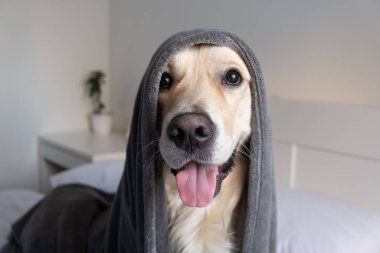 Köpek yatakta gri bir battaniyenin altında oturur. Samimi yatak odasında kameraya bakan Golden Retriever..