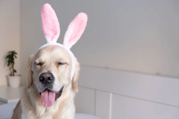 Счастливой Пасхи Собака Костюме Кролика Лежит Белом Фоне Пасхальный Золотистый — стоковое фото