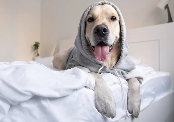 Kapüşonlu gri kazaklı bir köpek. Golden Retriever giysileri içinde yatakta yatıyor..