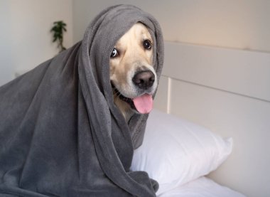 Köpek yatakta gri bir battaniyenin altında oturur. Samimi yatak odasında kameraya bakan Golden Retriever..