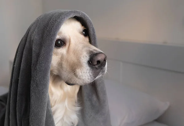 Pies Siedzi Łóżku Pod Szarym Kocem Golden Retriever Przytulnej Sypialni — Zdjęcie stockowe