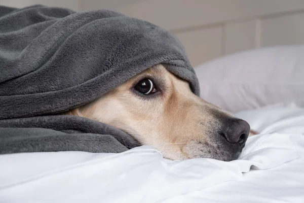 Köpek gri bir battaniyenin altında yatağa uzanır. Samimi yatak odasında kameraya bakan Golden Retriever..