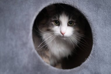 Mutlu hayvan kedilerin kulübesinde yatıyor. Evde sevimli bir kedi var..