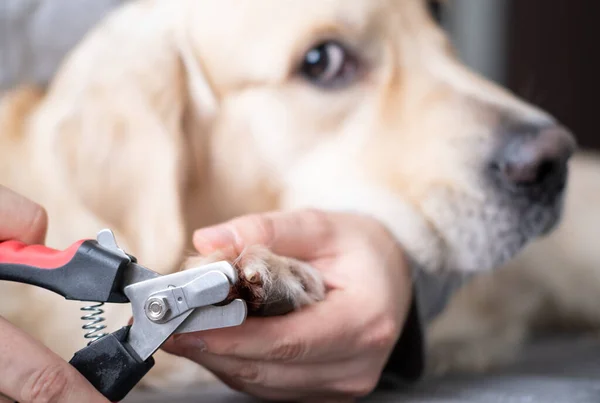 Man Hand Cuts Claws Dog Golden Retriever Does Cut Claws — Stock Photo, Image