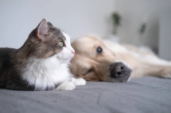Gri kedi ve bej köpek beşikte birlikte yatıyorlar. Gri ekose üzerinde golden retriever.